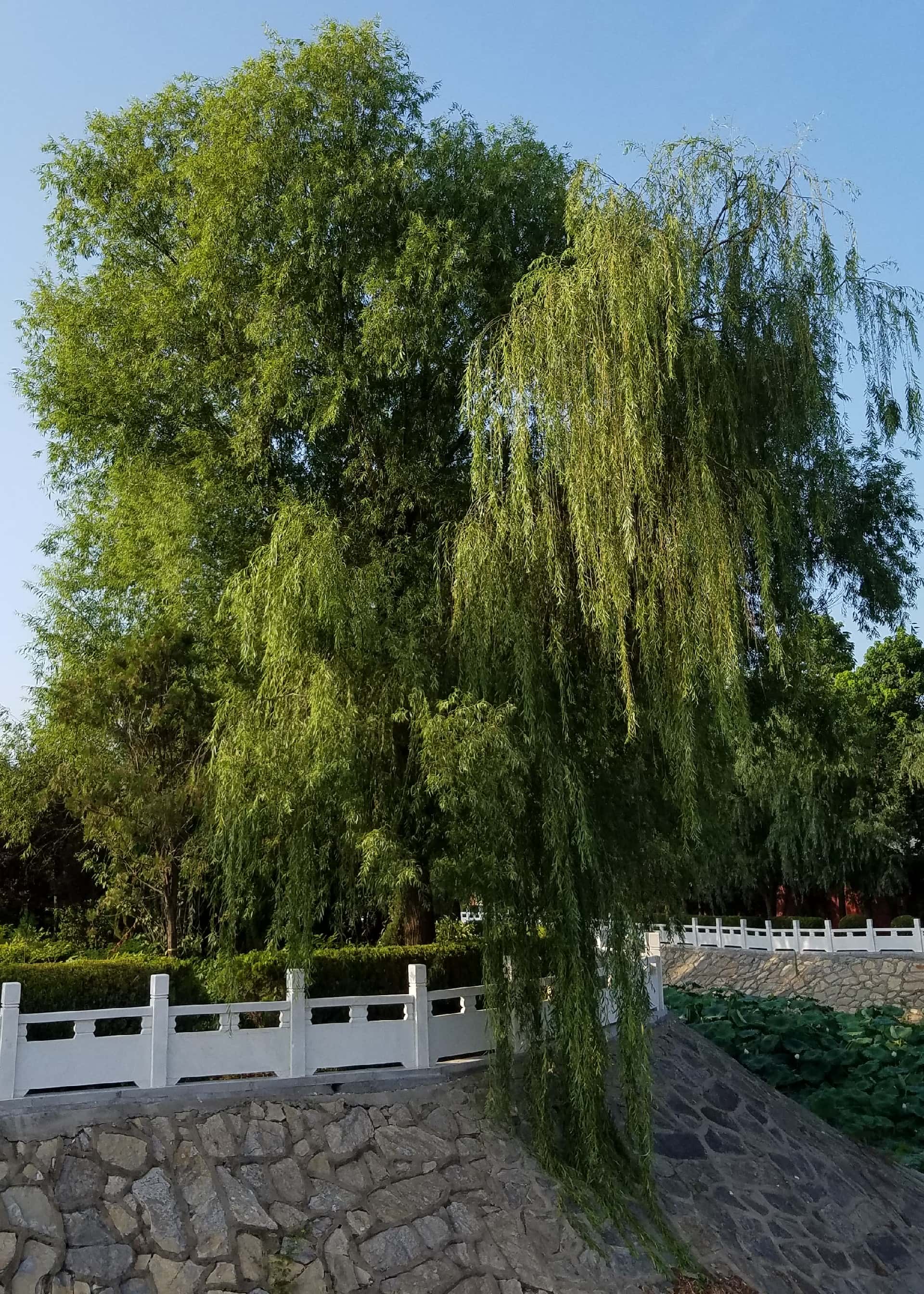 20170702_175150_副本.jpg